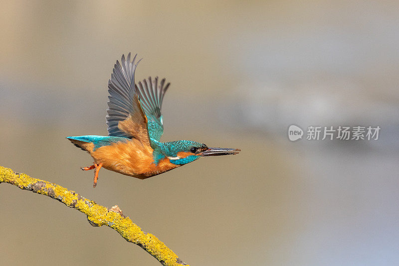 雄性翠鸟(Alcedo atthis)